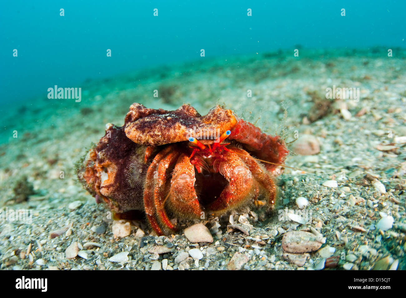 A Starry-Eyed Hermit Crab, Dardanus venosus, crawls over the bottom of the Lake Worth Lagoon in Singer Island, Florida, USA Stock Photo