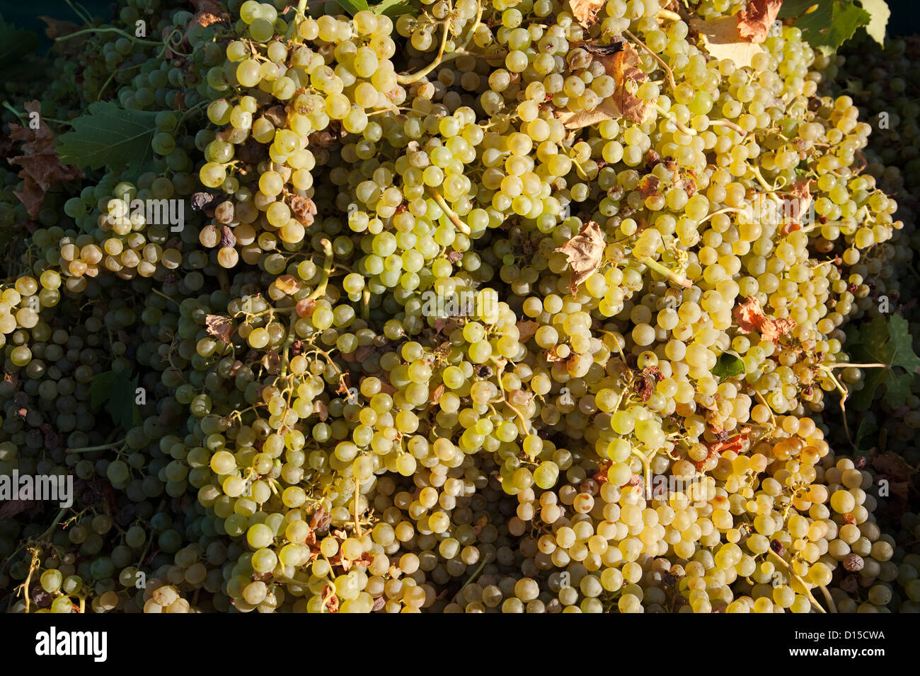 Muscadine grape vintage Mollina Malaga Andalusia Spain Vendimia de uvas