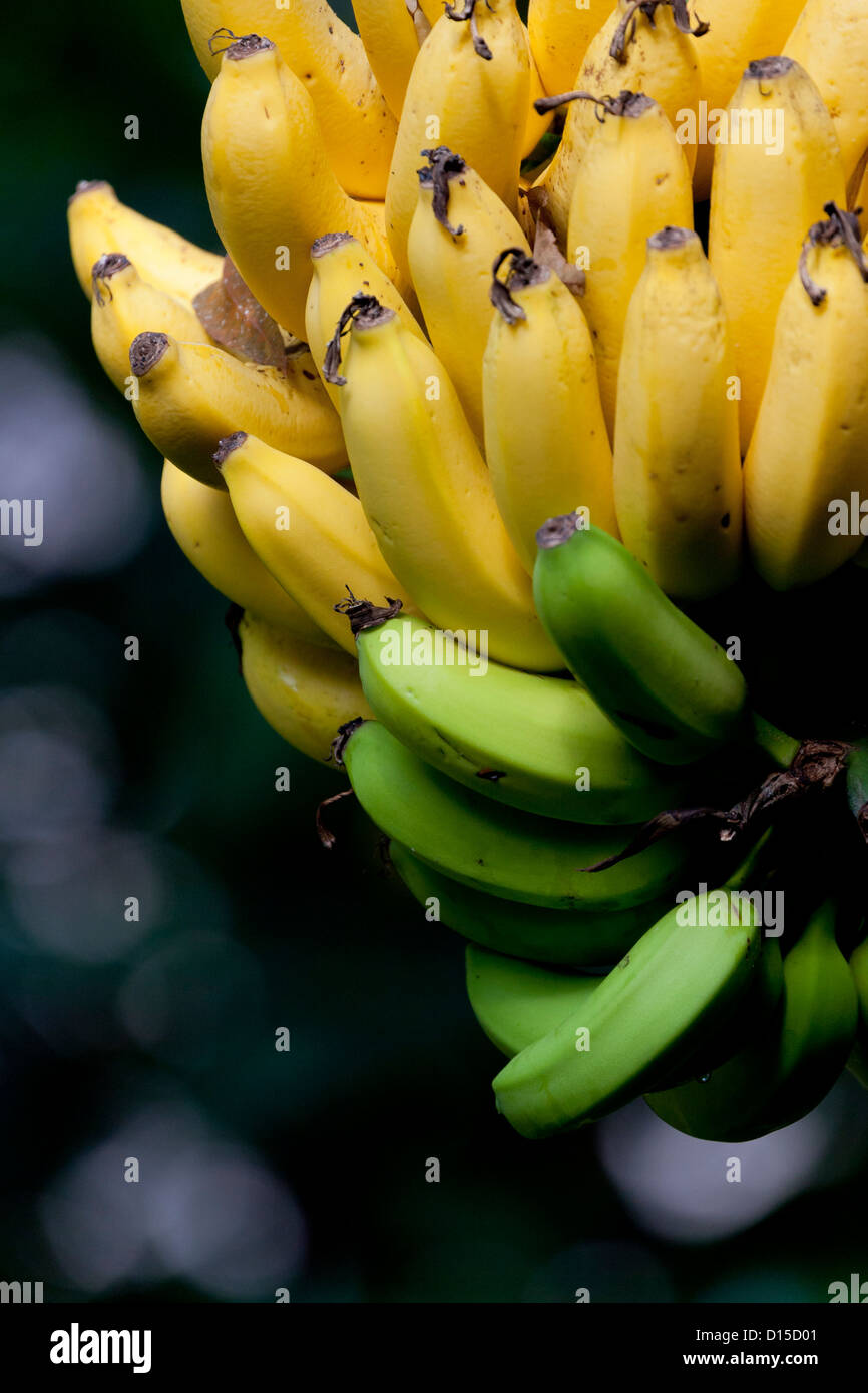 Bunch of bananas growing naturally from a banana tree Stock Photo Alamy