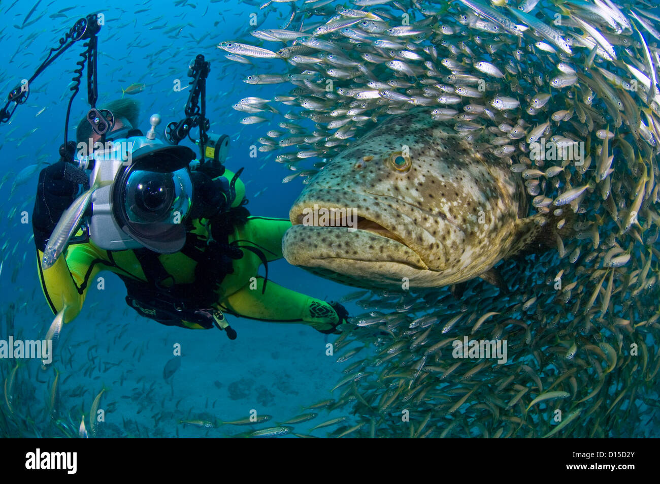 Goliath Grouper Epinephelus itajara surrounded by cigar minnows Decapterus punctatus and scuba diver in Jupiter, Florida, USA Stock Photo