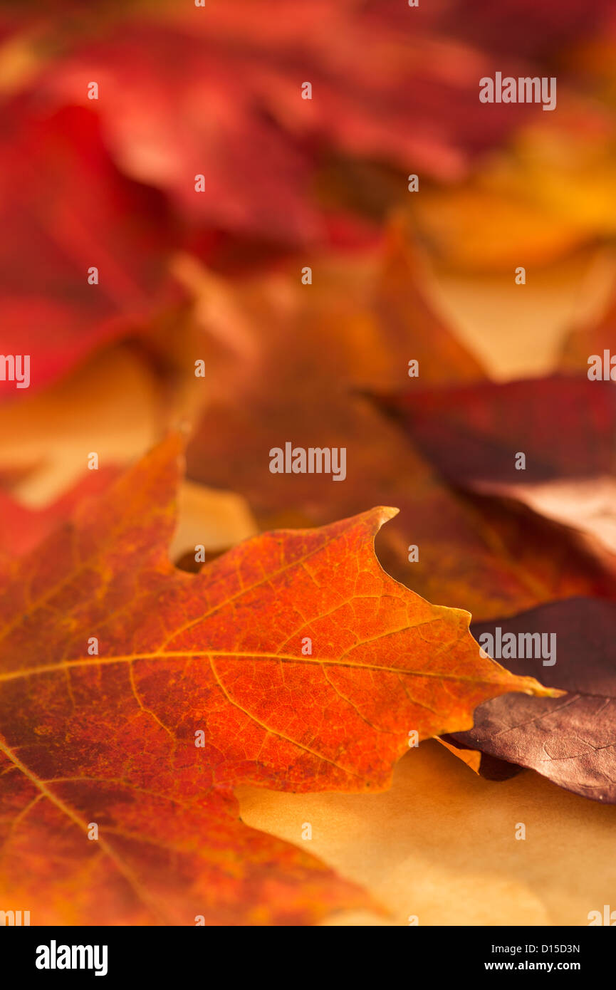 Close up season hi-res stock photography and images - Alamy