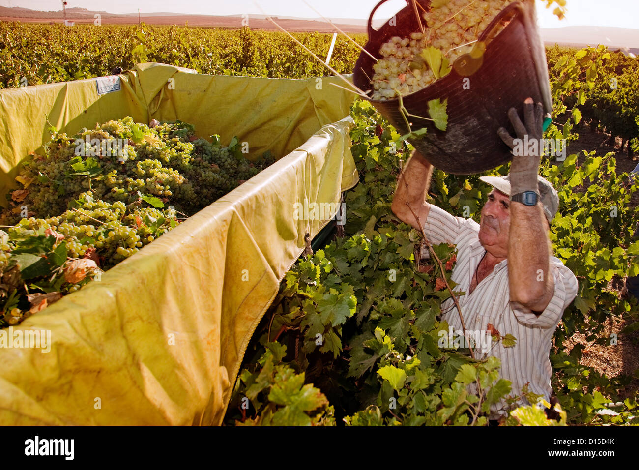Muscadine grape vintage Mollina Malaga Andalusia Spain Vendimia de uvas