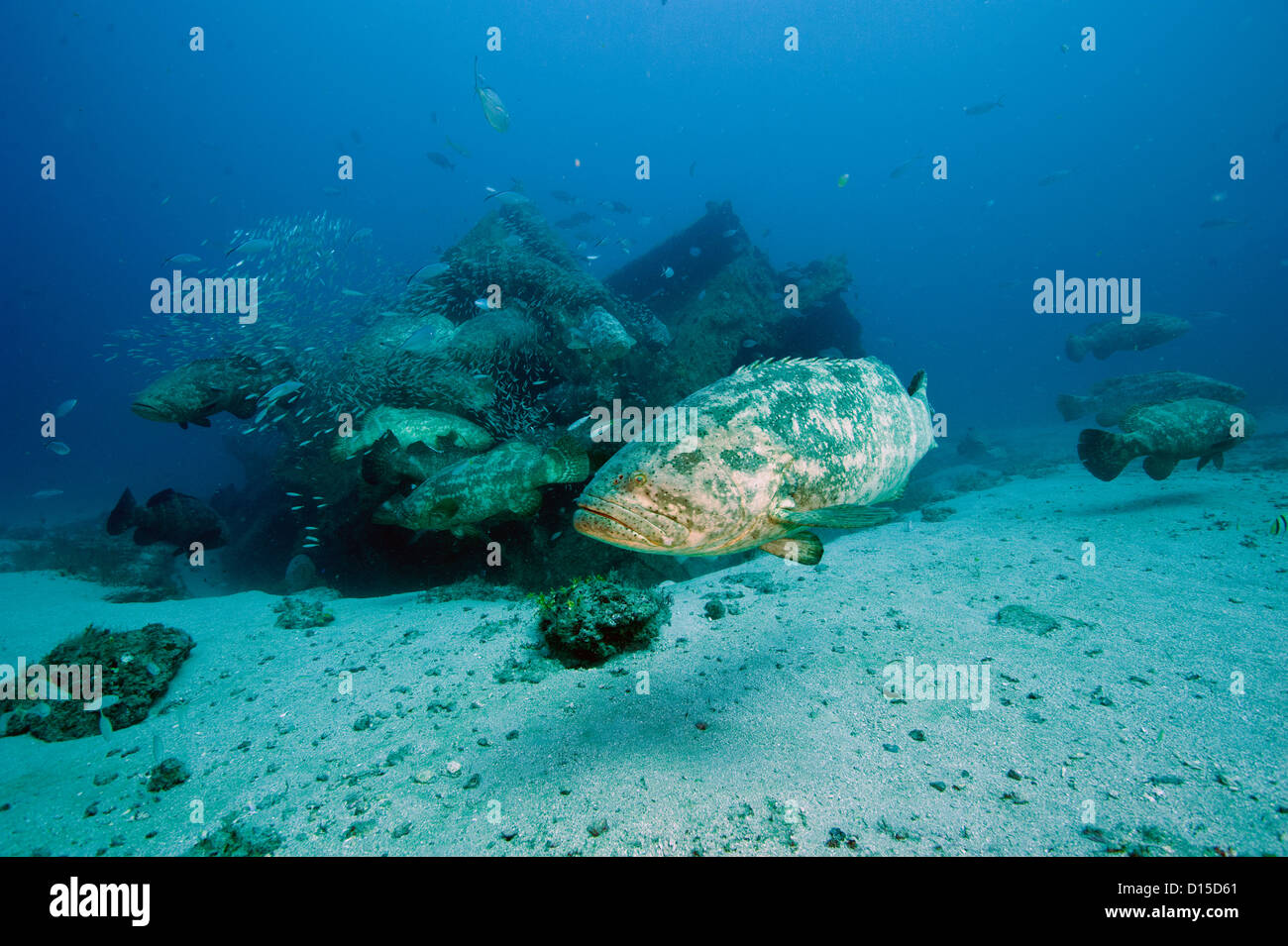 Goliath Grouper, Epinephelus itajara, and Cigar Minnows, Decapterus punctatus, swim near the Zion shipwreck in Jupiter, Florida Stock Photo