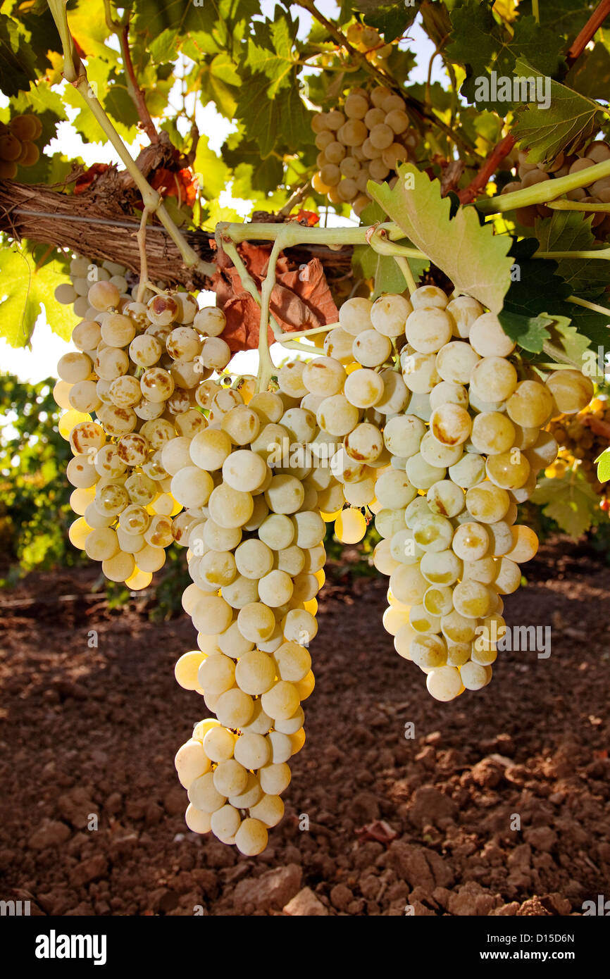 Vinas de uva de vino hires stock photography and images Alamy