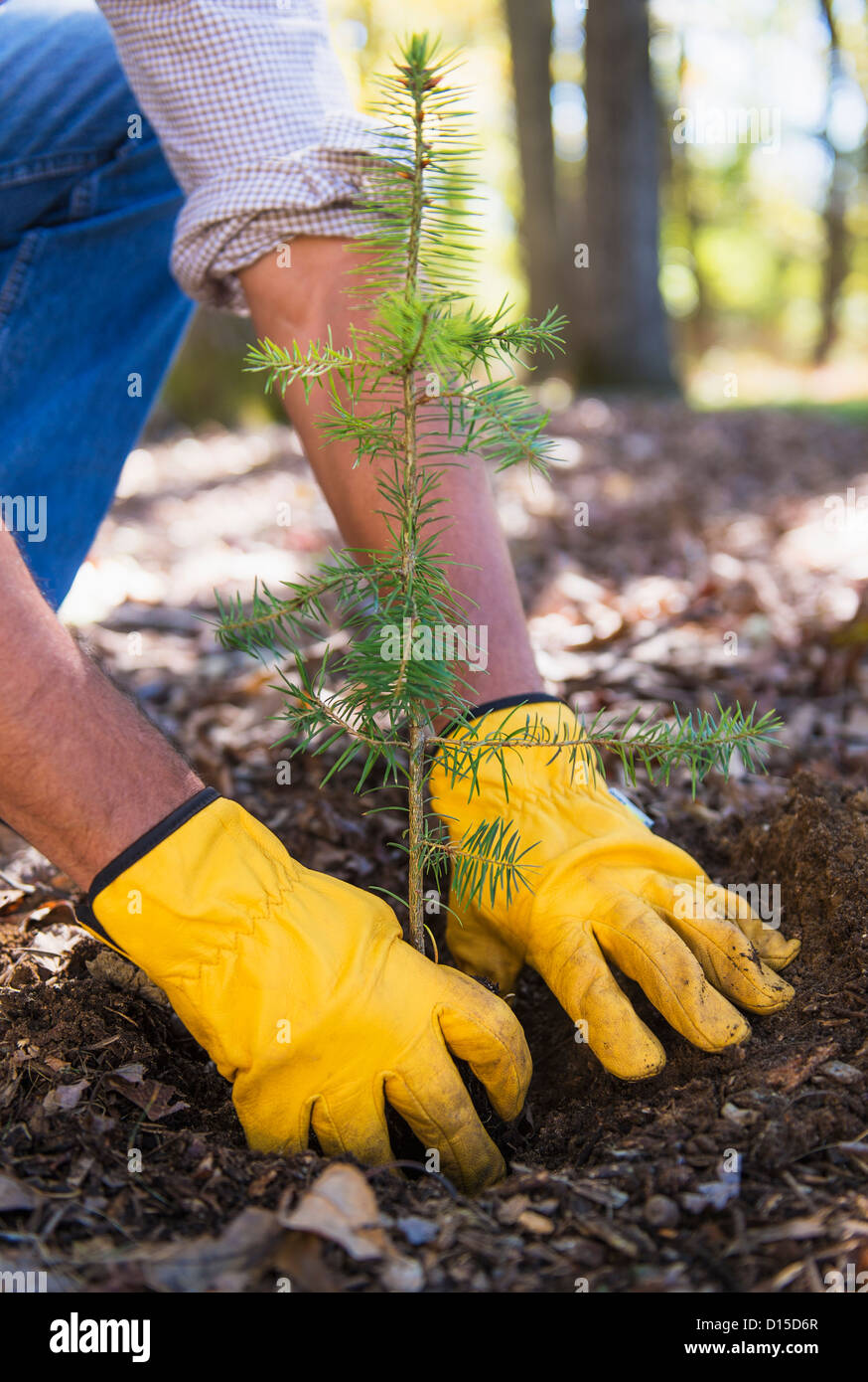 USA, New Jersey, Mendham, Man planting evergreen tree Stock Photo Alamy