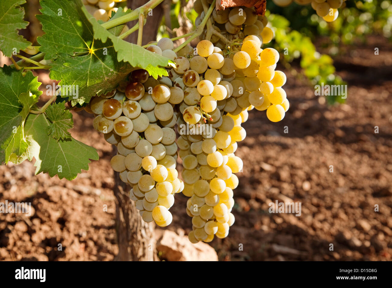 Vinas de uva de vino hires stock photography and images Alamy