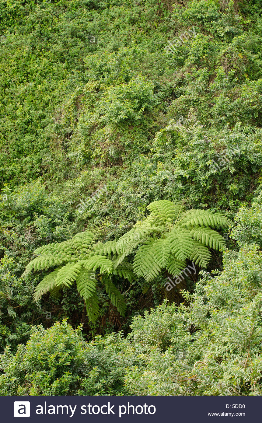 big island hapu forest big island hapu forest