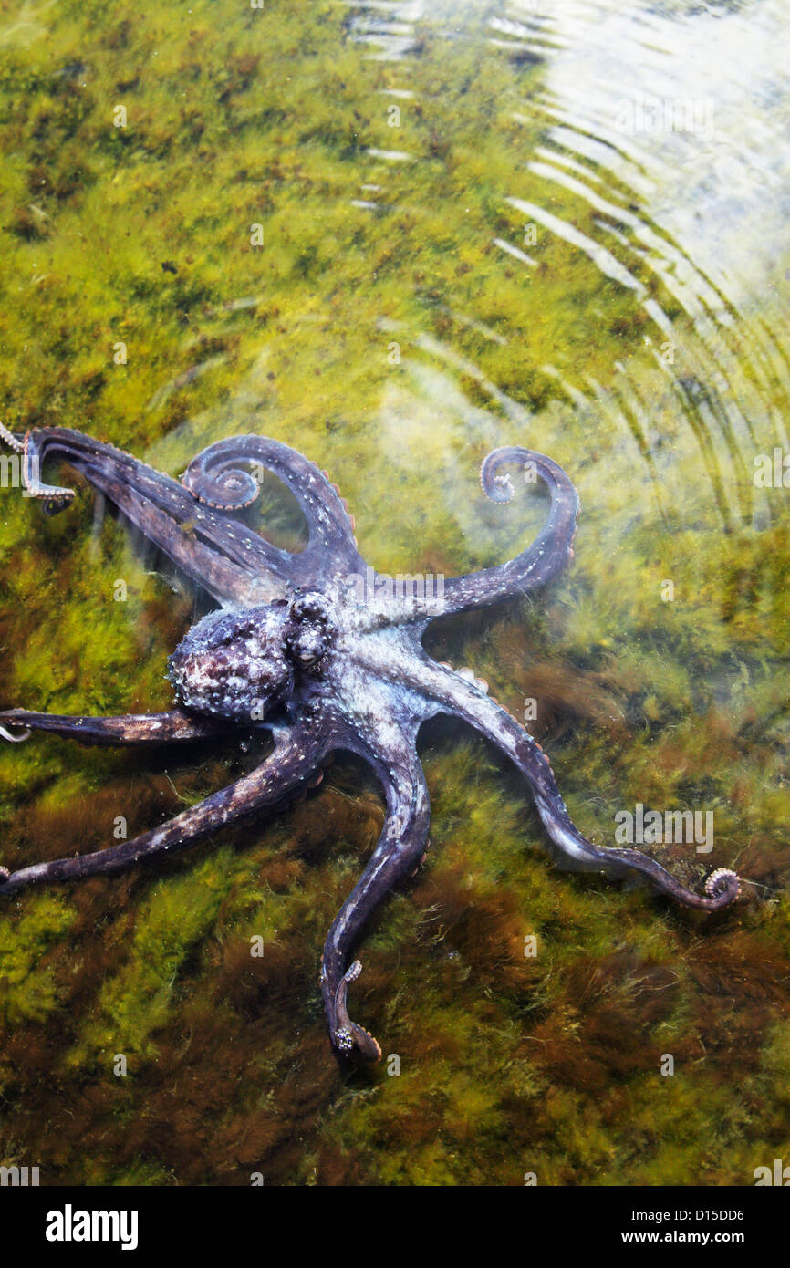 Hawaii, Day Octopus (Octopus Cyanea) Sitting In Shallow Water Stock