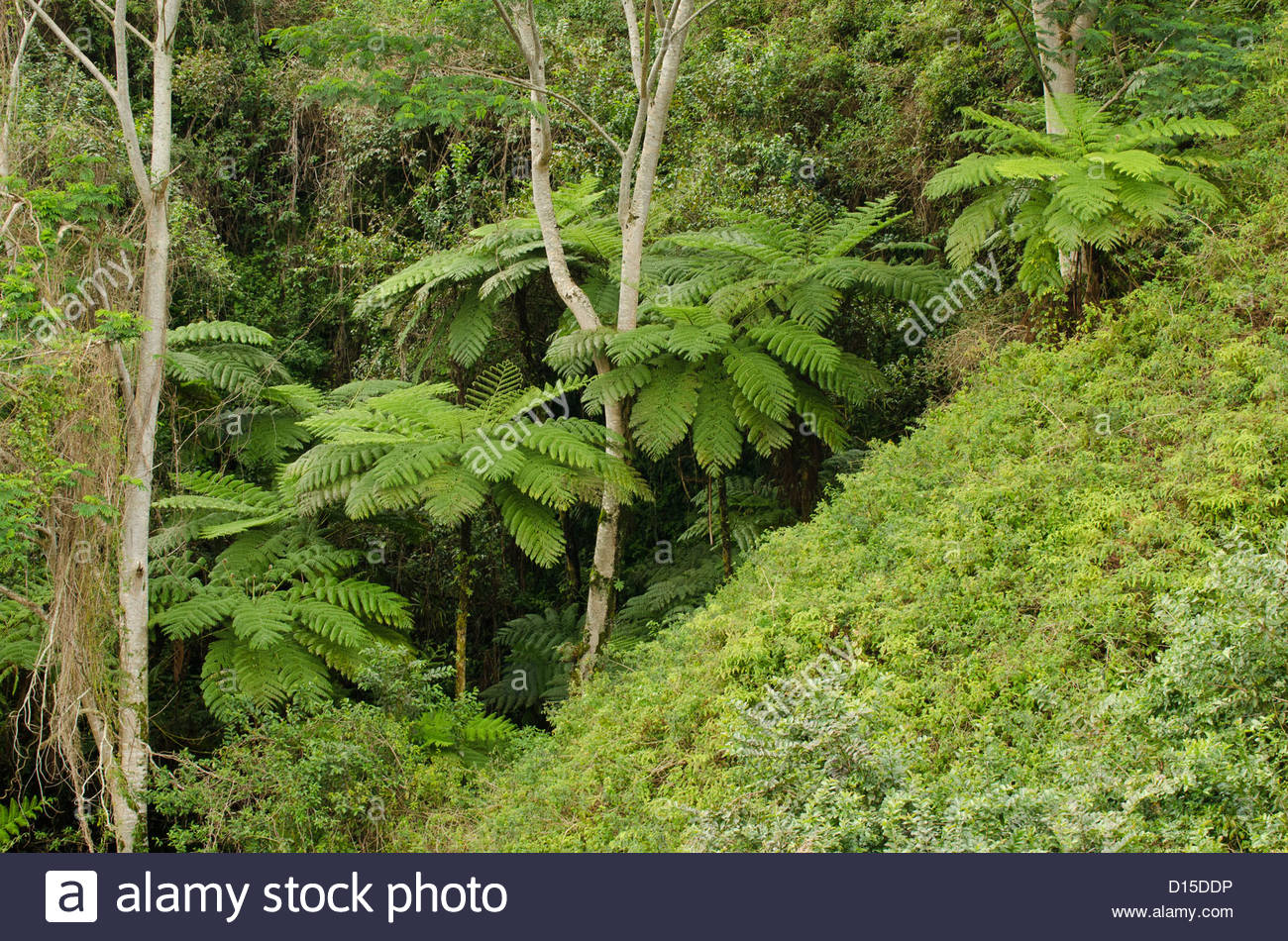 big island hapu forest big island hapu forest