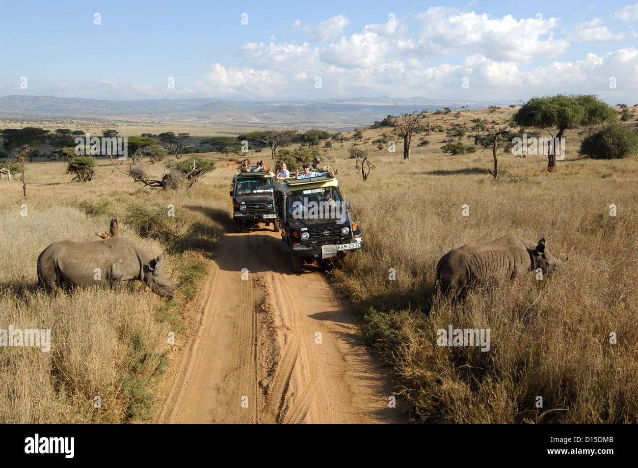 Tourists watching black rhinocerous (Diceros bicornis) at Lewa Downs Conservancy Kenya Africa Stock Photo
