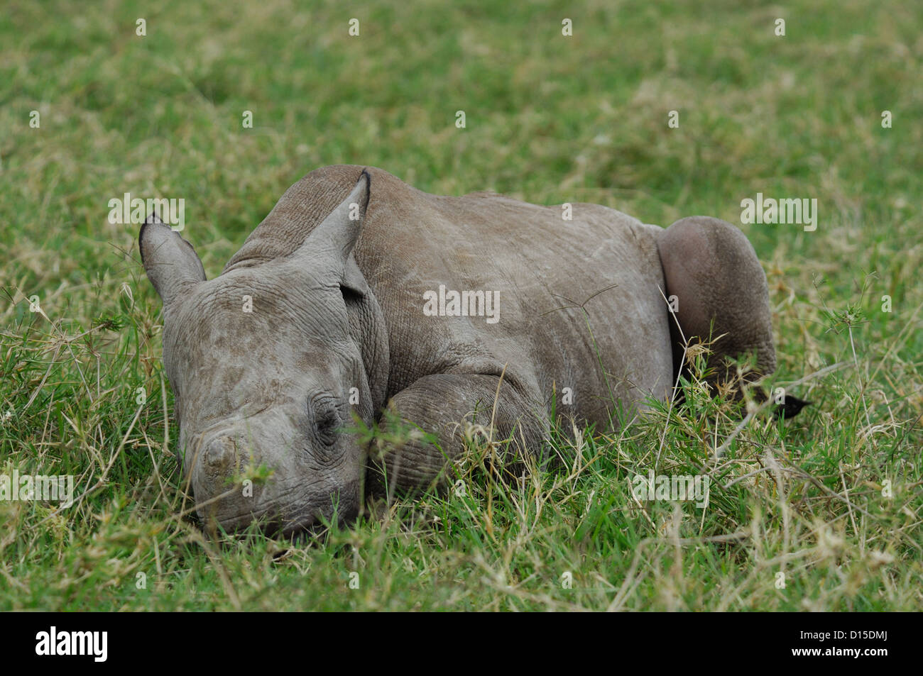 A baby black rhinocerous (Diceros bicornis) at Lewa Downs Conservancy in Kenya Africa Stock Photo