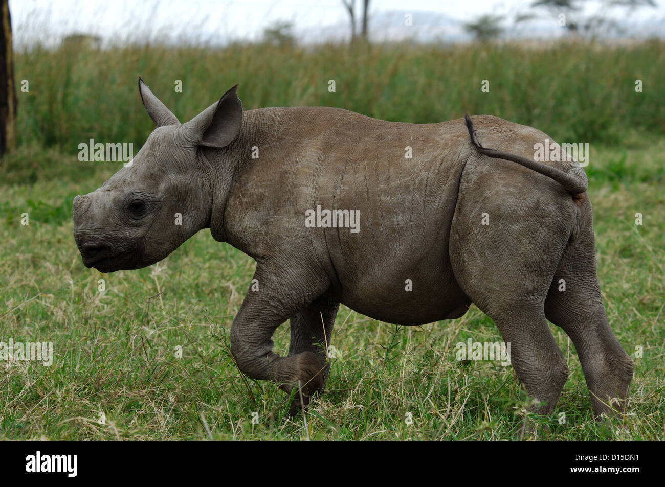 A baby black rhinocerous (Diceros bicornis) at Lewa Downs Conservancy in Kenya Africa Stock Photo
