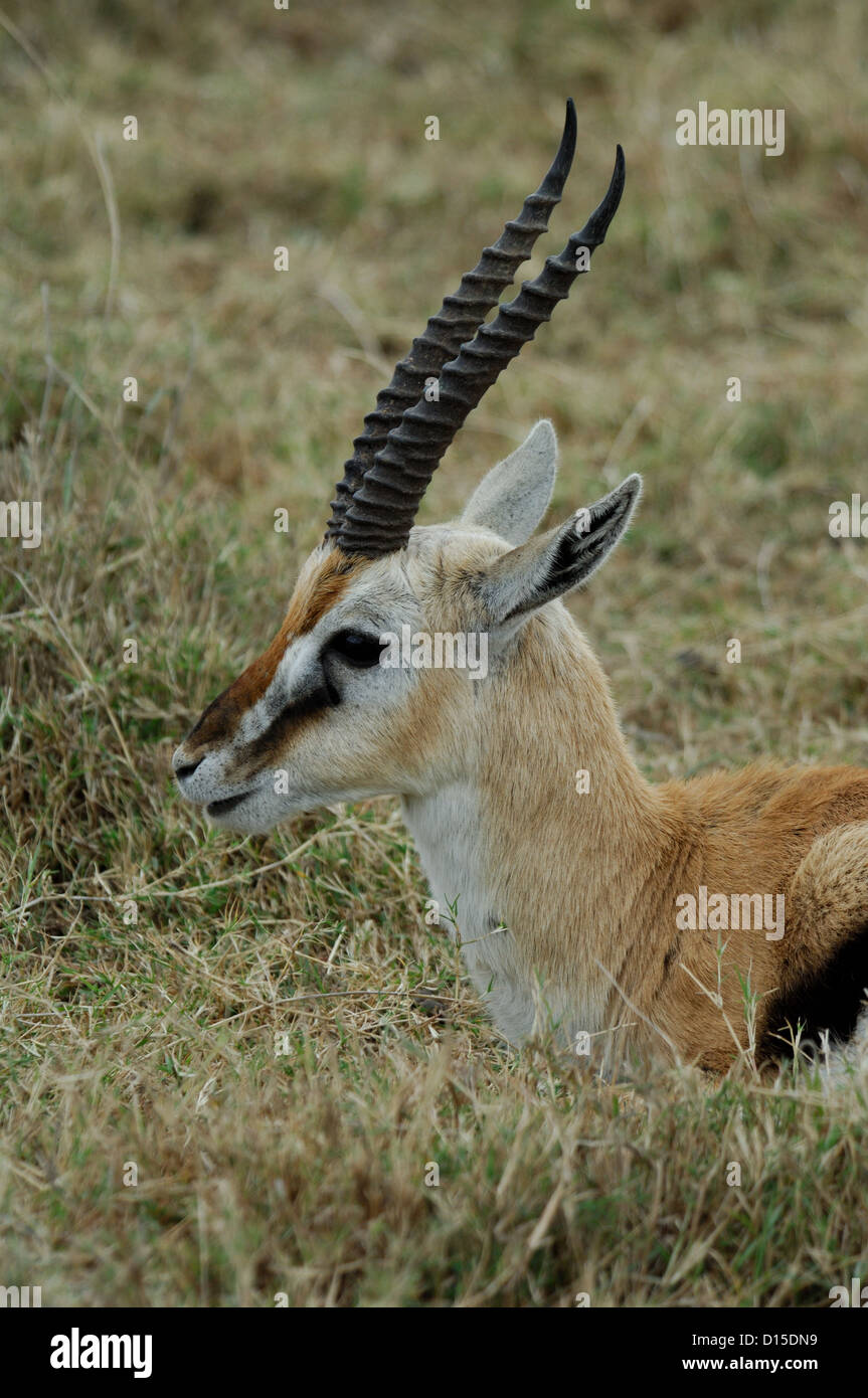 Thomson's gazelle (Eudorcas thomsonii) in Serengeti National Park Kenya ...