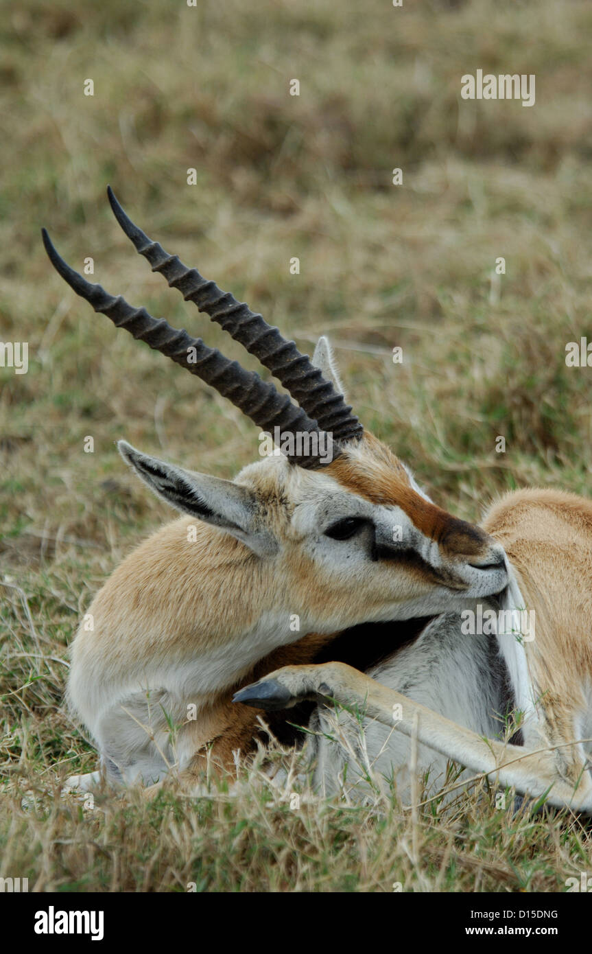 Thomson's gazelle (Eudorcas thomsonii) in Serengeti National Park Kenya ...