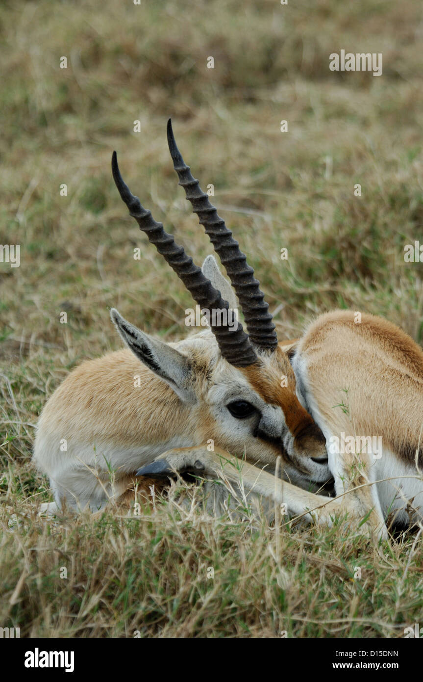 Thomson's gazelle (Eudorcas thomsonii) in Serengeti National Park Kenya ...