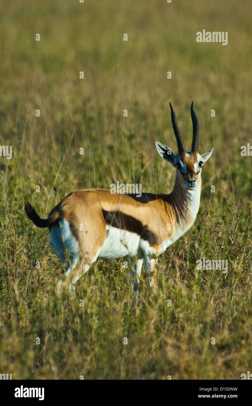 Thomson's gazelle (Eudorcas thomsonii) in Serengeti National Park Kenya ...