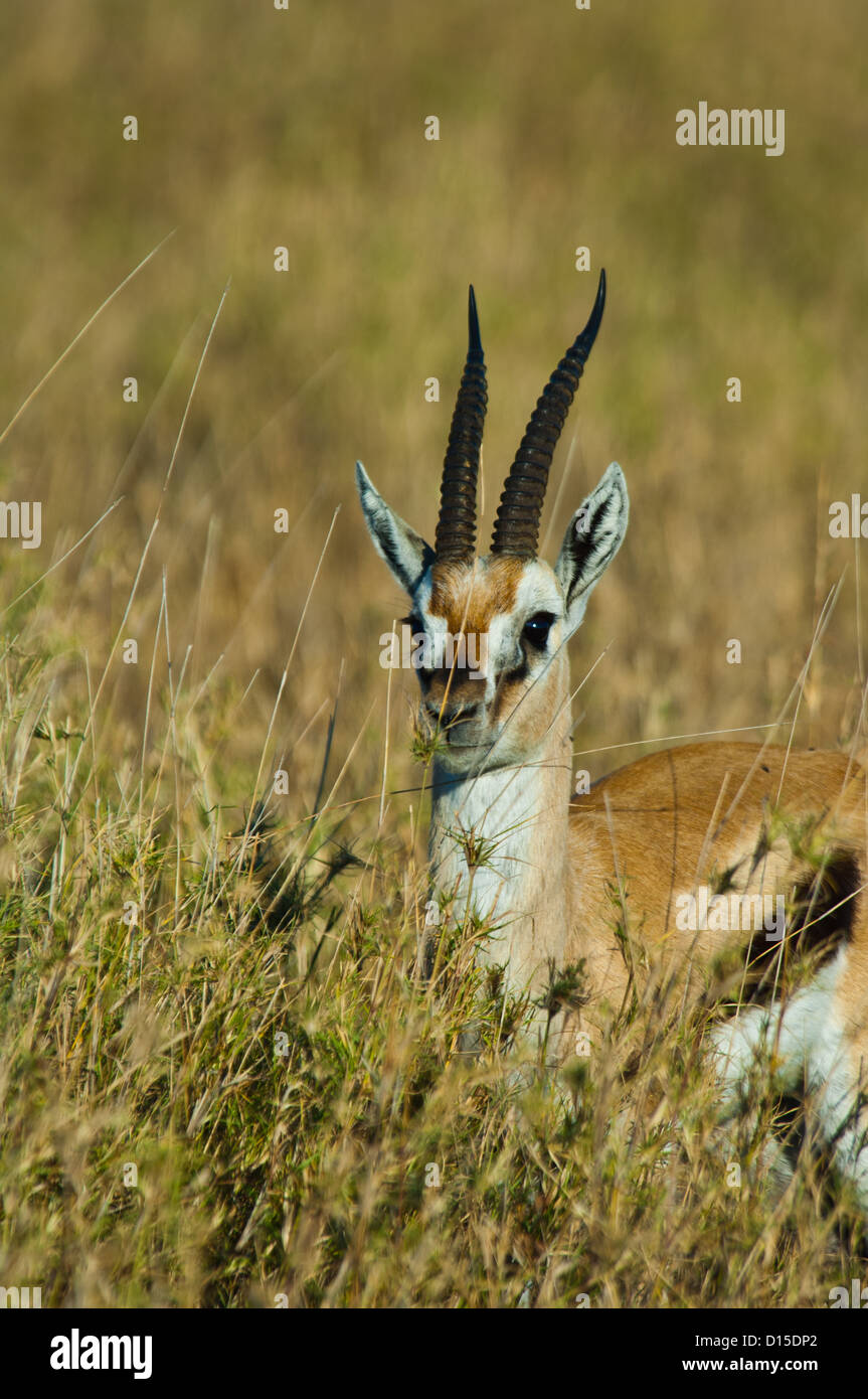 Thomson's gazelle (Eudorcas thomsonii) in Serengeti National Park Kenya ...