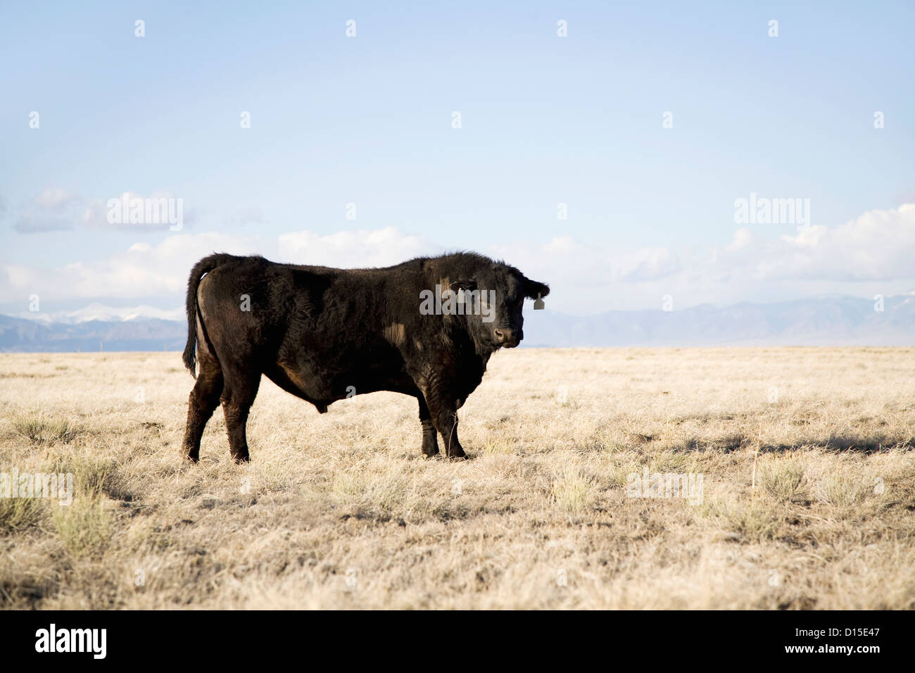 USA, Colorado, Bull standing in field Stock Photo