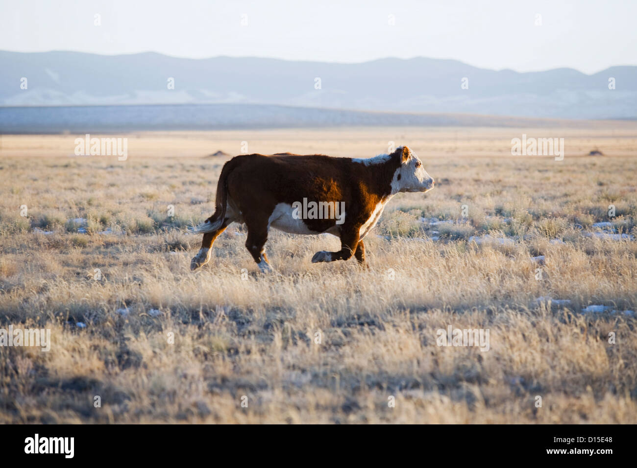 USA, Colorado, Cow running through field Stock Photo