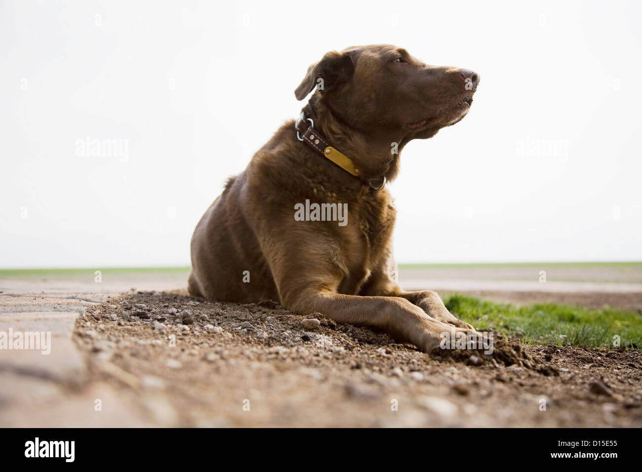 USA, Colorado, Chocolate Labrador looking away Stock Photo