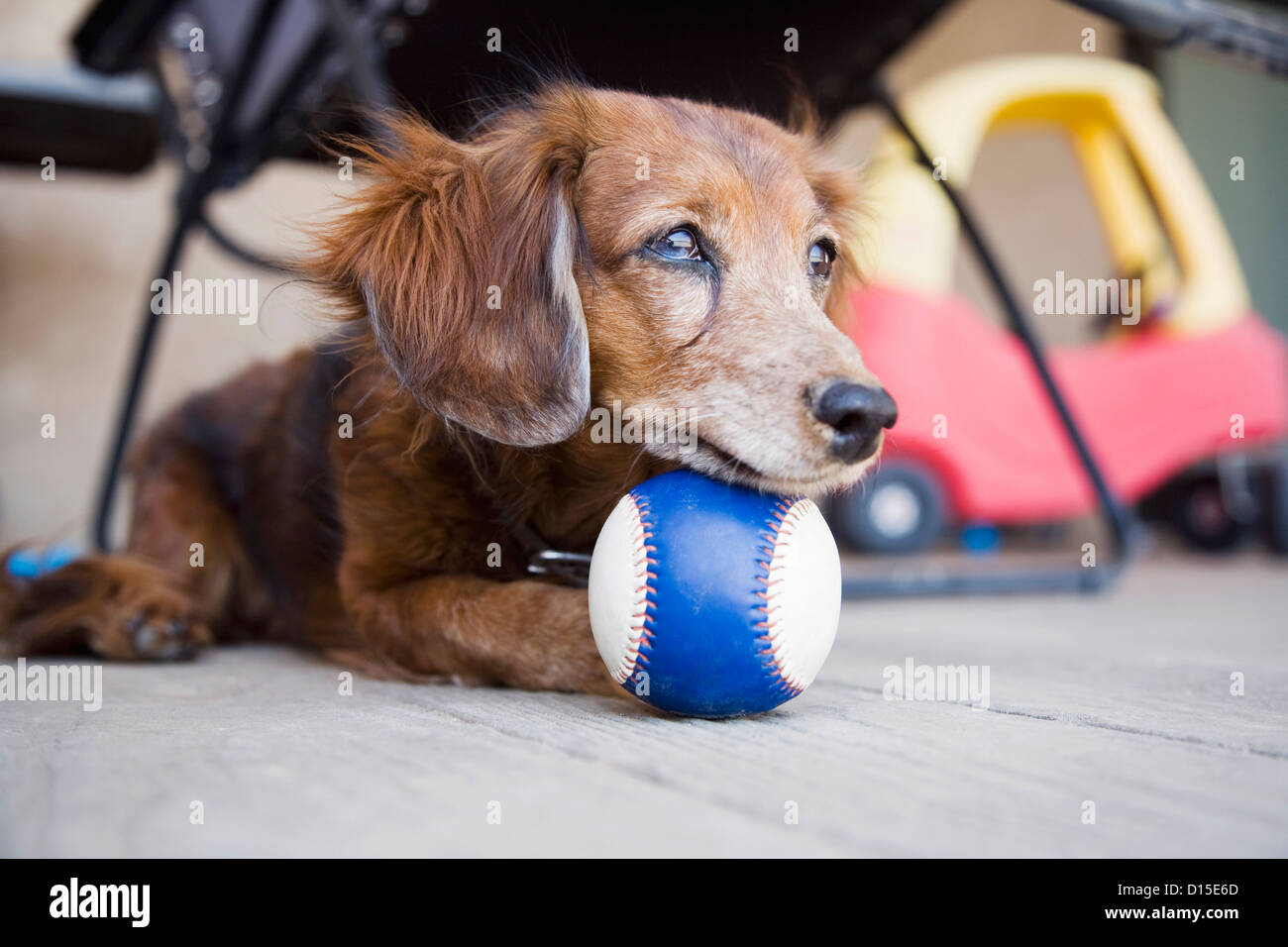 USA, Colorado, Long-haired Dachshund with ball Stock Photo
