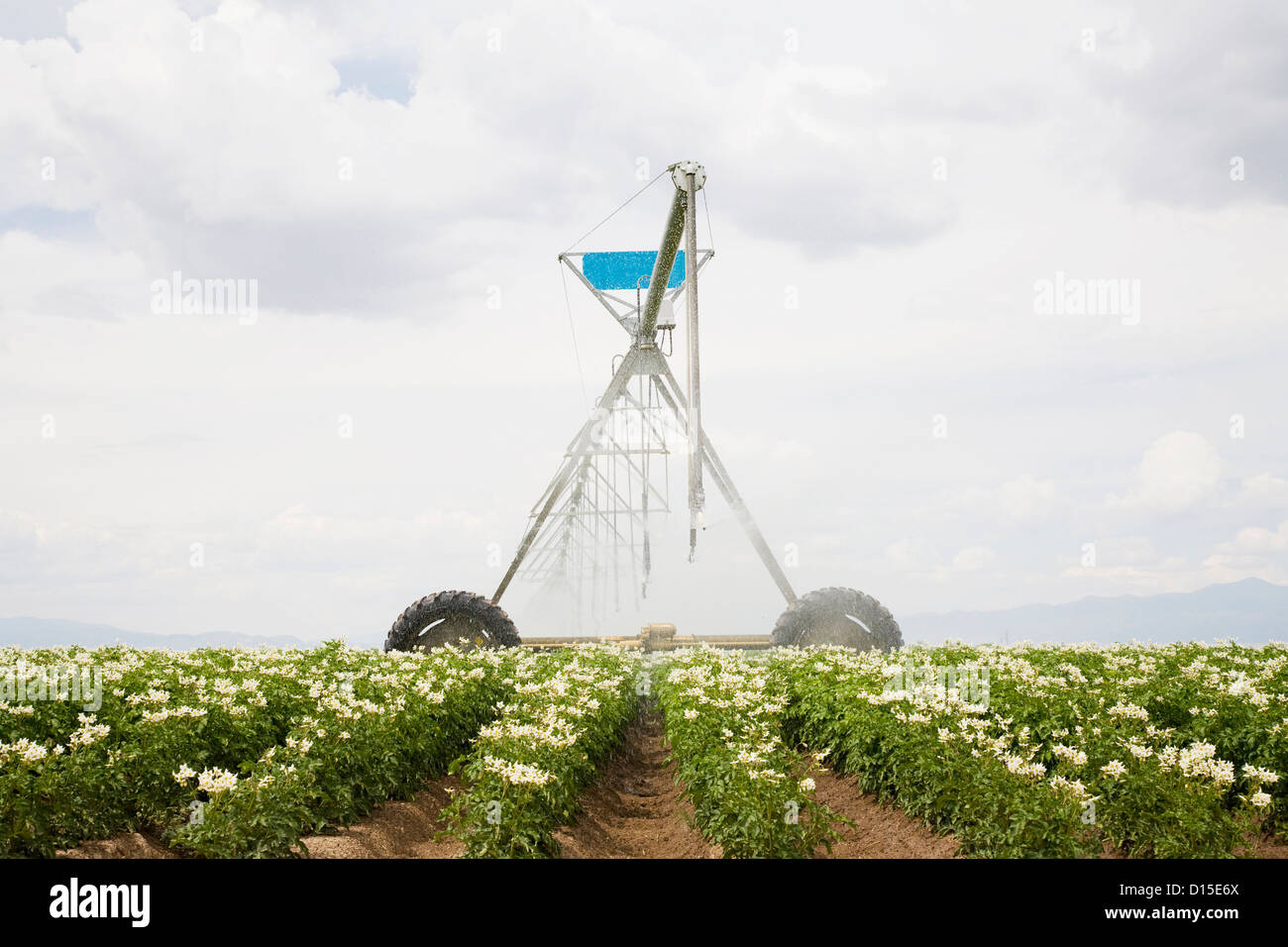 USA, Colorado, Sprinkler watering flowering potato plants Stock Photo