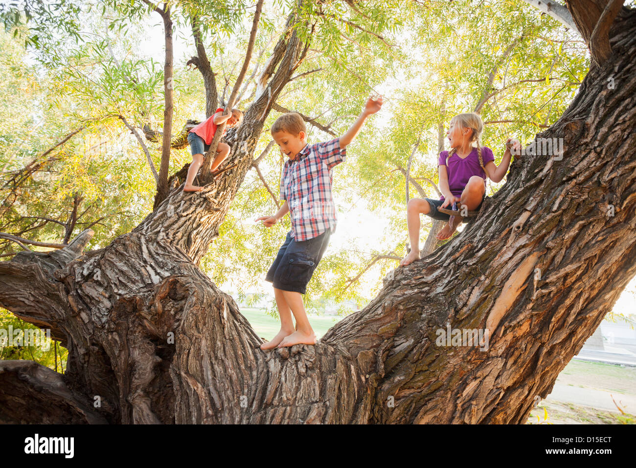 USA, Utah, Lehi, Three kids (4-5, 6-7) playing in huge tree Stock Photo