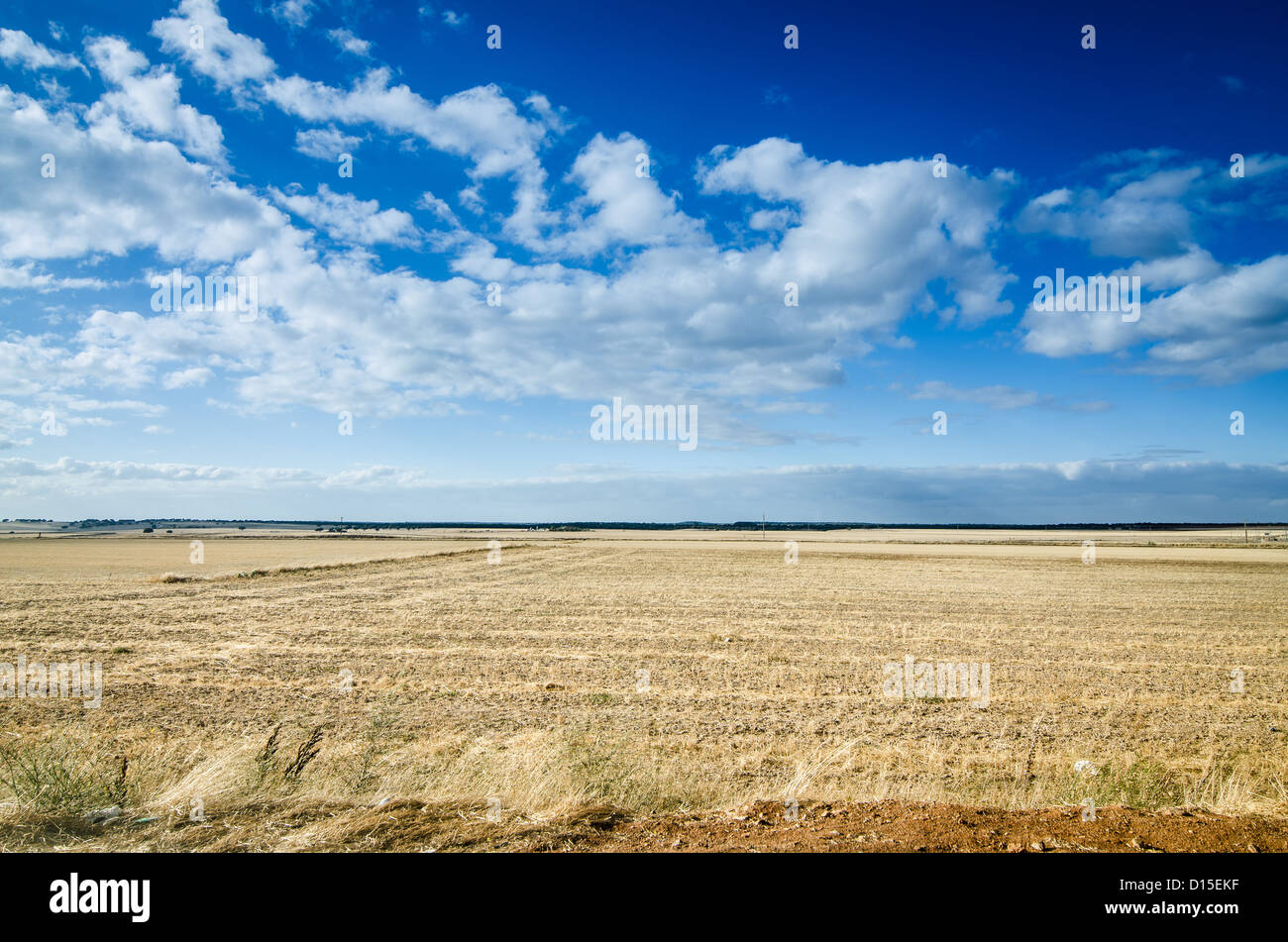 Wheat field and blue sky with clouds Stock Photo - Alamy