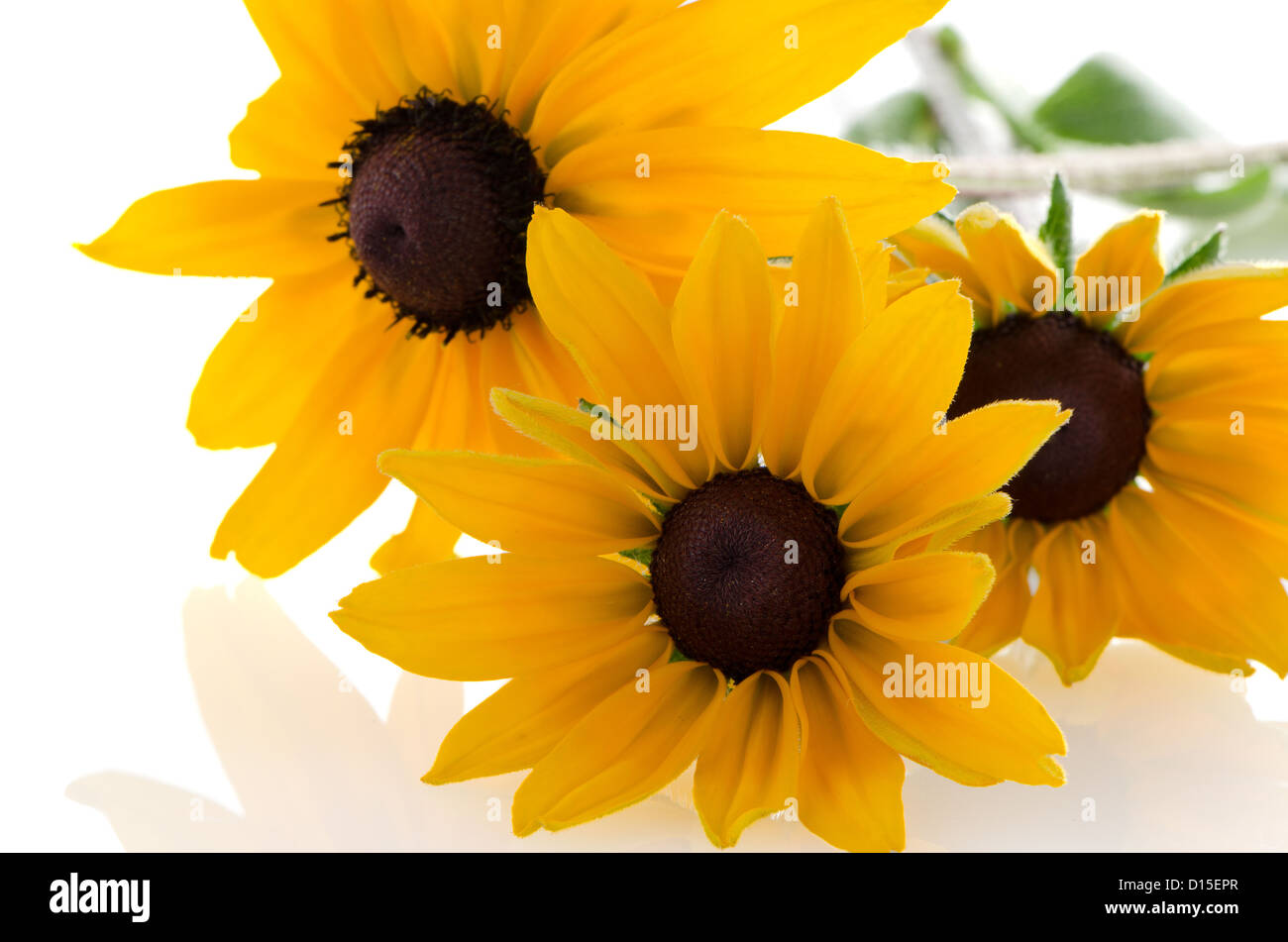 Beautiful sunflowers on white background Stock Photo - Alamy