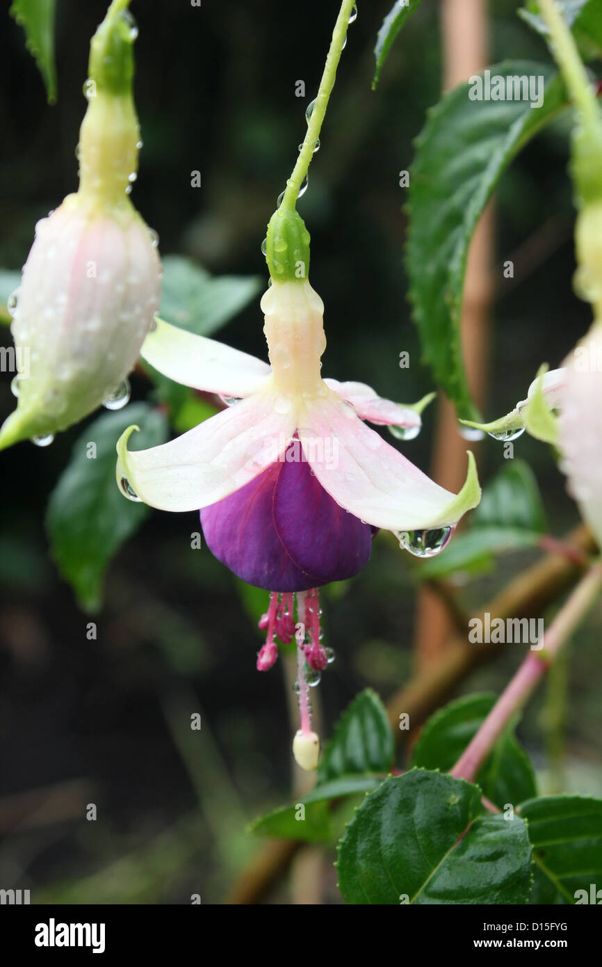 Fuchsia Flower Stock Photo