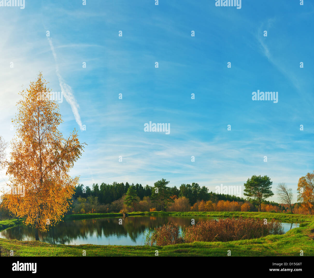 Autumn evening. Golden birch near pond. Stock Photo