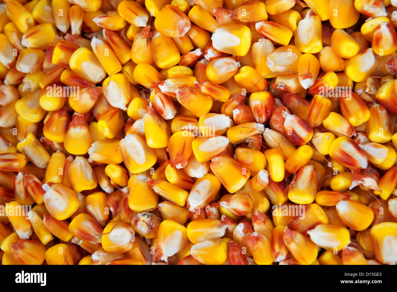 Corn seed grain texture, agriculture background image Stock Photo Alamy