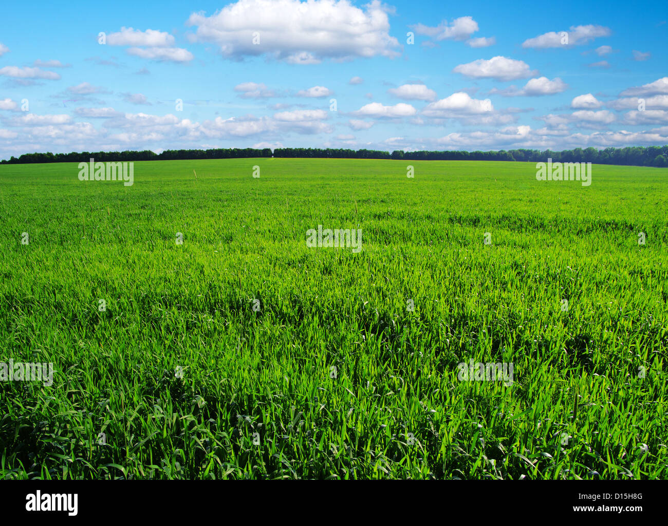 green field and blue sky Stock Photo - Alamy