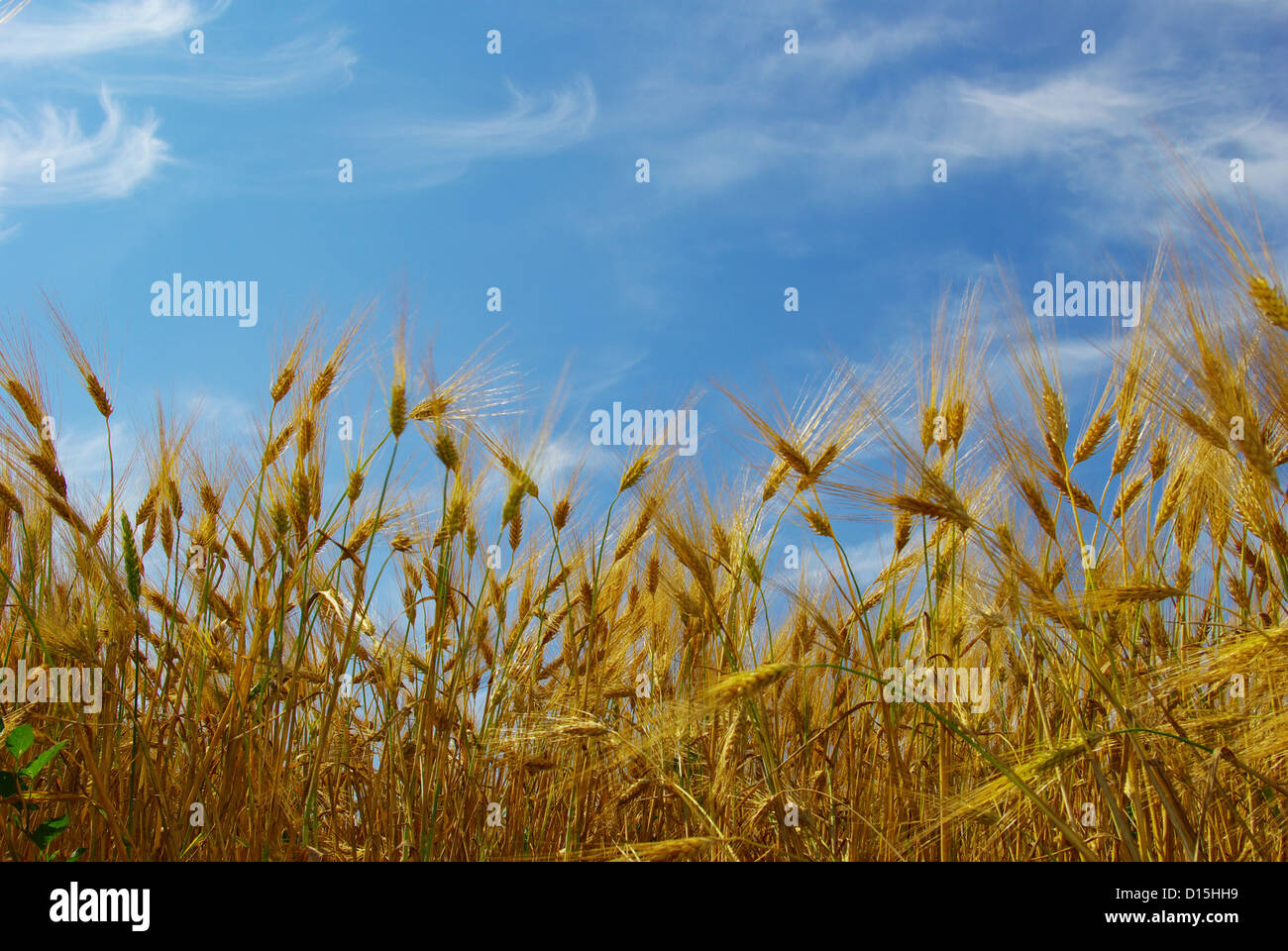 Wheat ears against the blue sky Stock Photo - Alamy