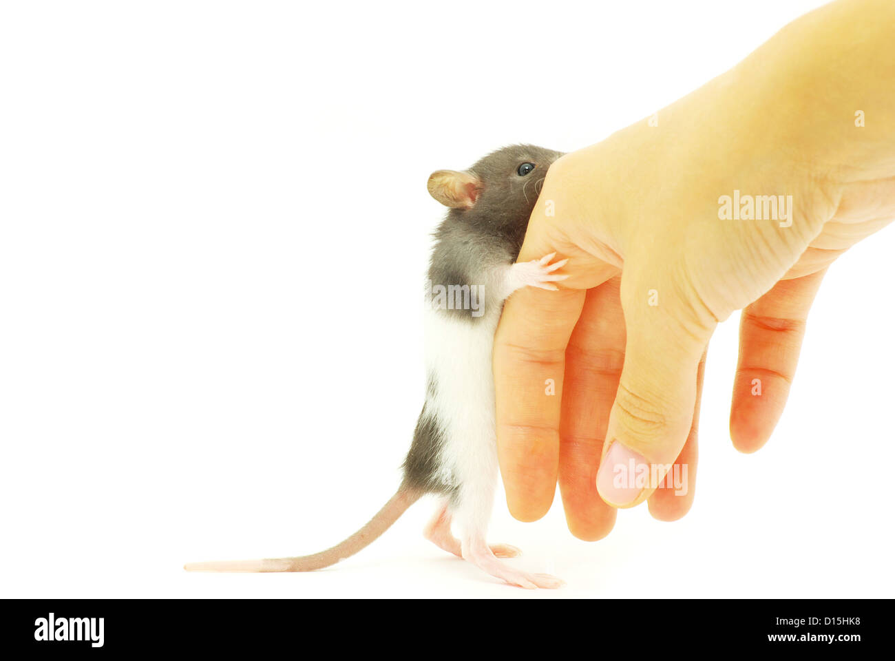 funny rat in hand isolated on white background Stock Photo - Alamy