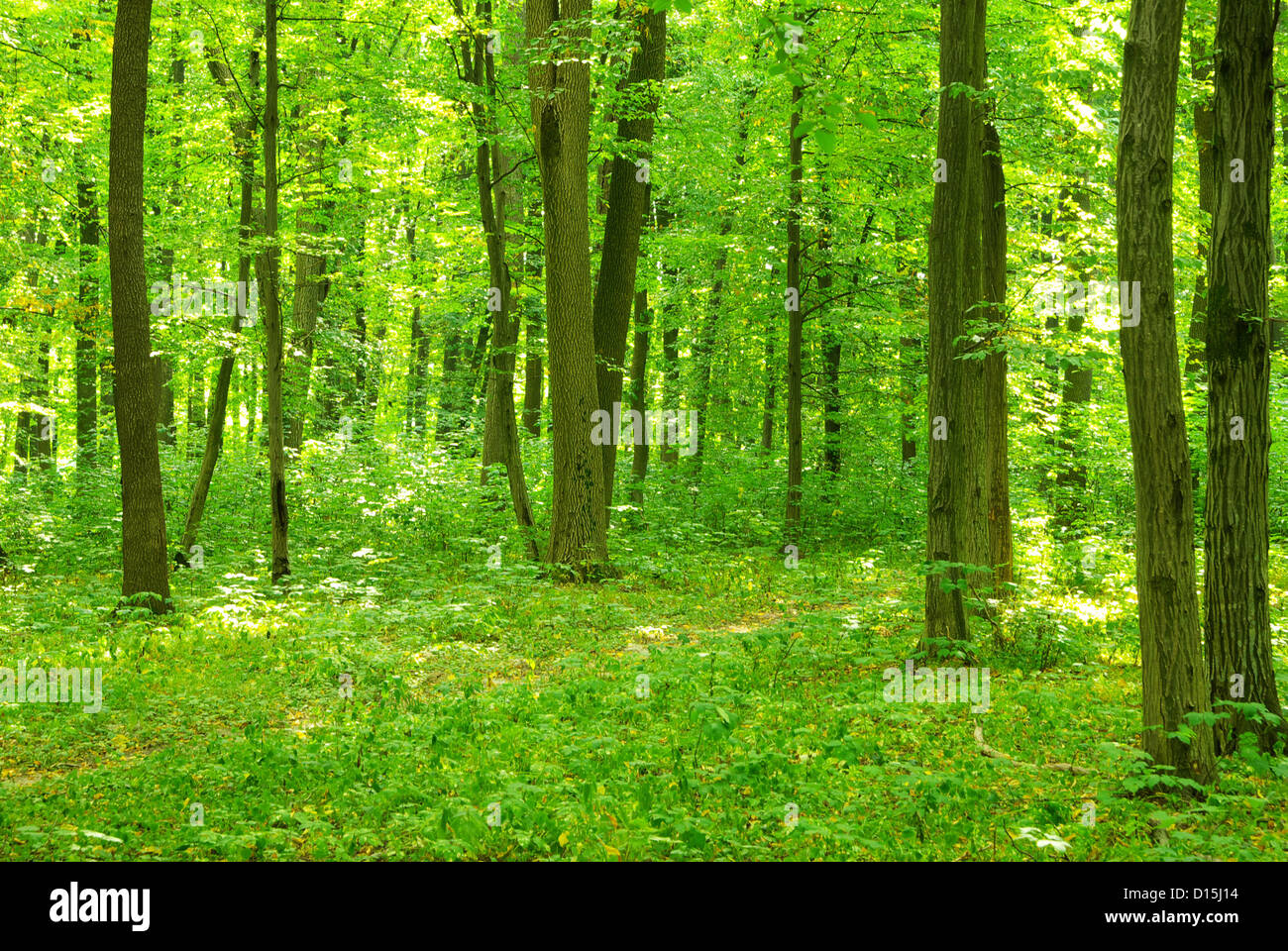 green forest background in sunny day Stock Photo - Alamy
