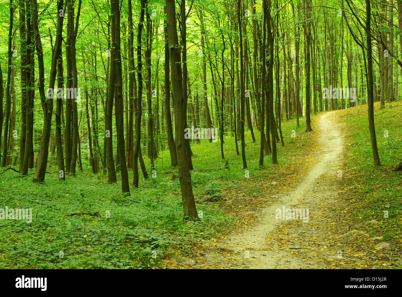 a path is in the green forest Stock Photo - Alamy