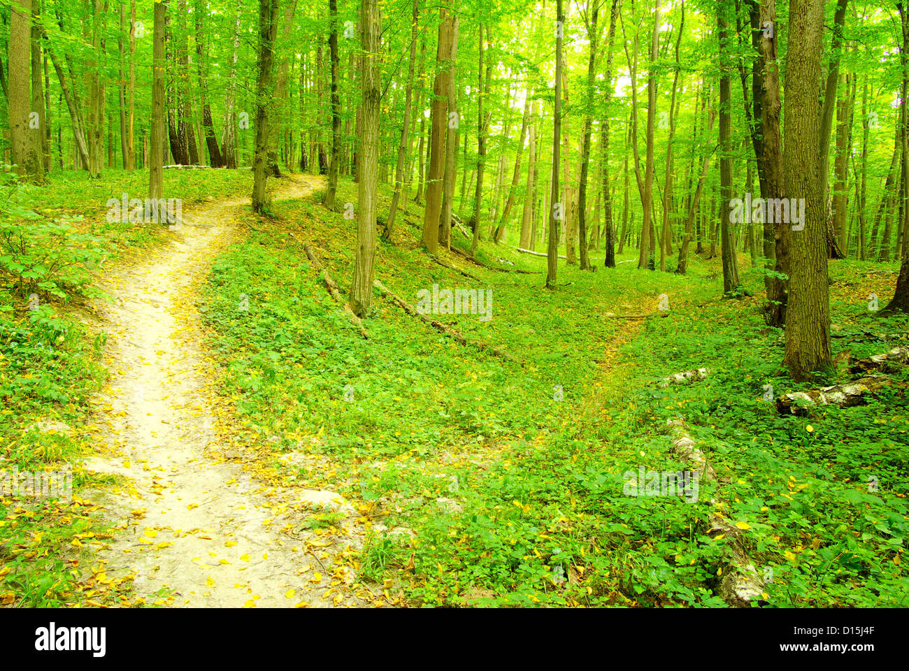 a path is in the green forest Stock Photo - Alamy