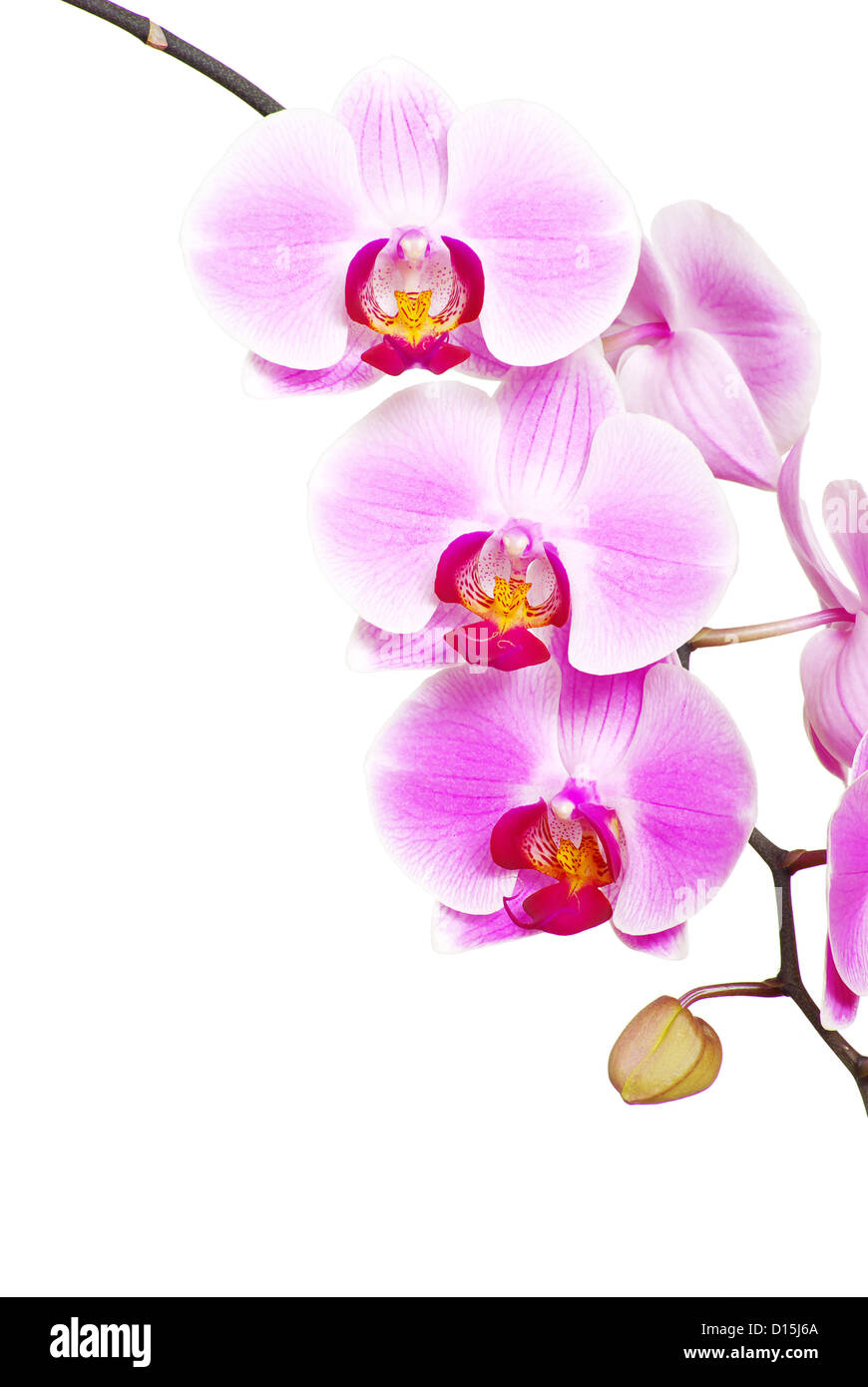 Pink orchid isolated on a white background Stock Photo - Alamy