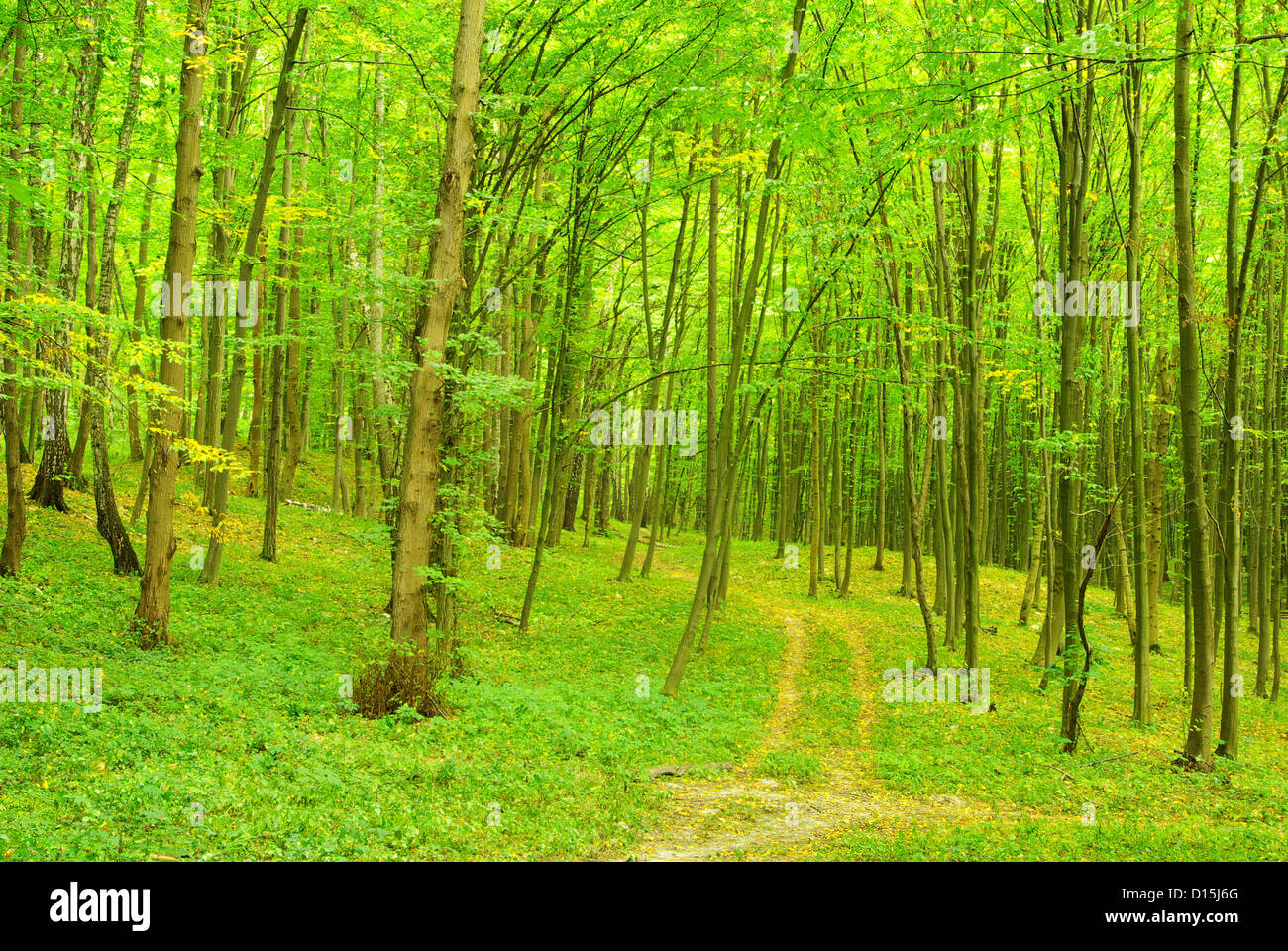 a path is in the green forest Stock Photo - Alamy