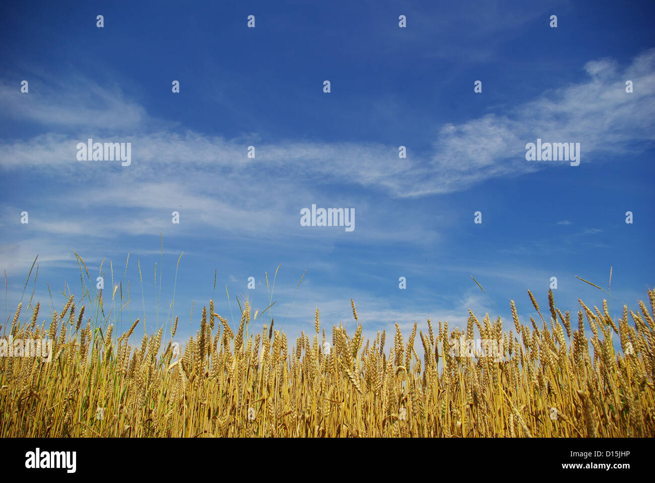 Wheat ears against the blue sky Stock Photo - Alamy