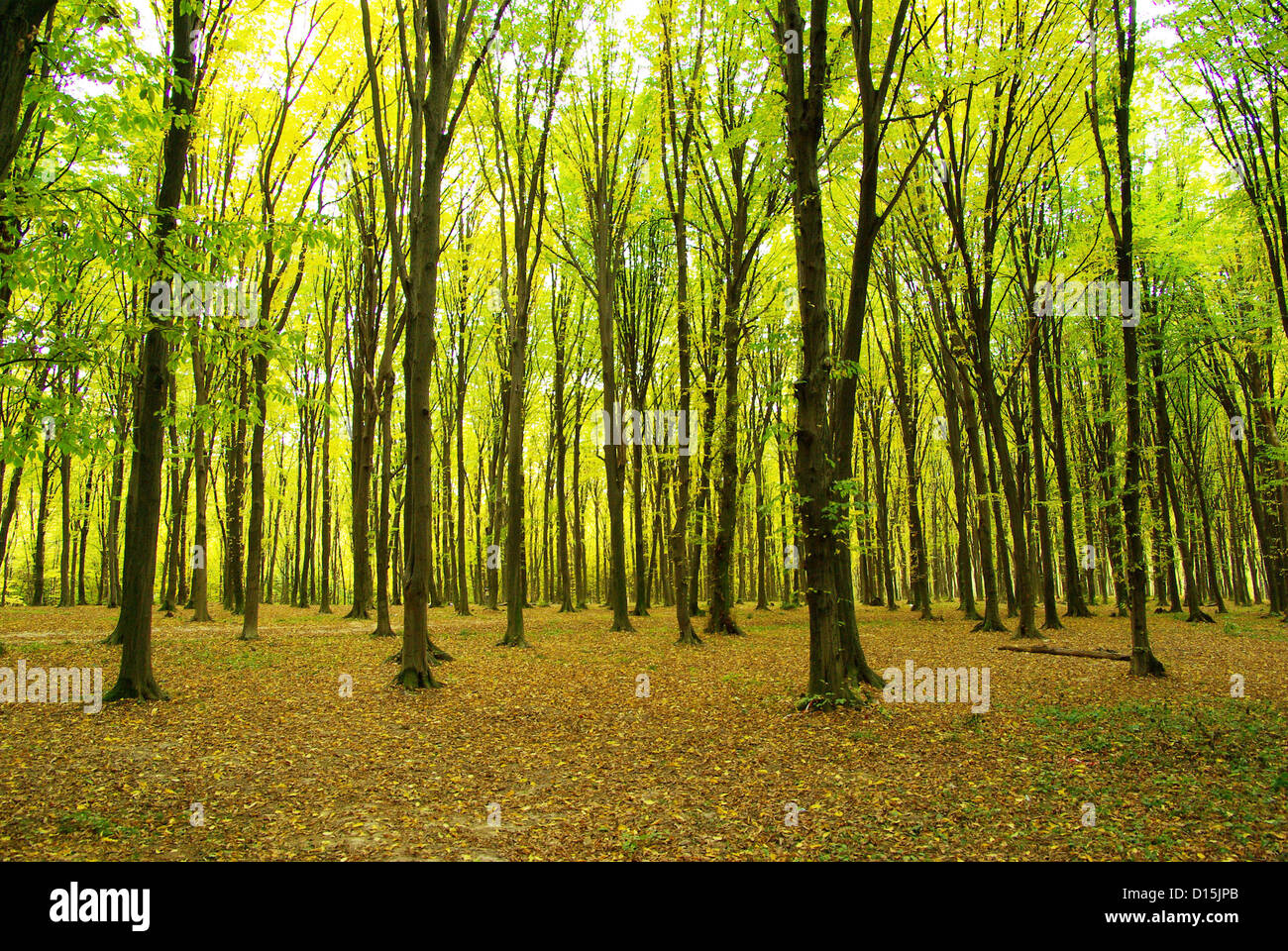 Early morning sun in the green forest Stock Photo - Alamy