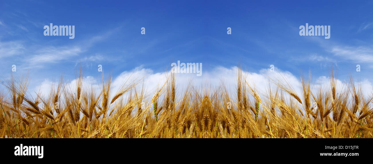 Wheat ears against the blue sky Stock Photo - Alamy