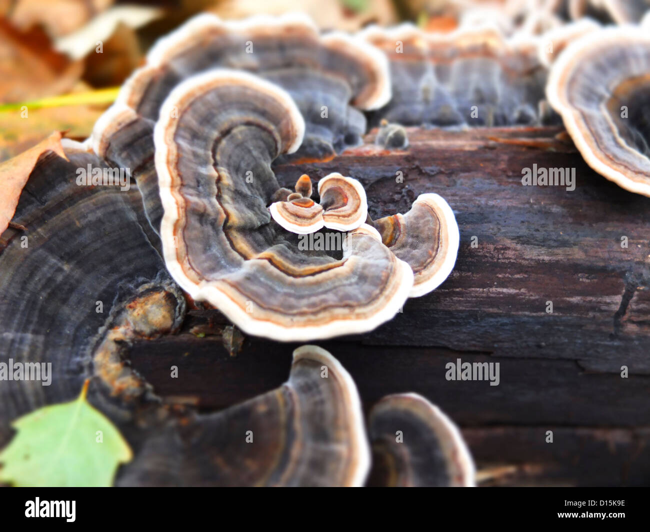 mushrooms that grow on trees Stock Photo Alamy