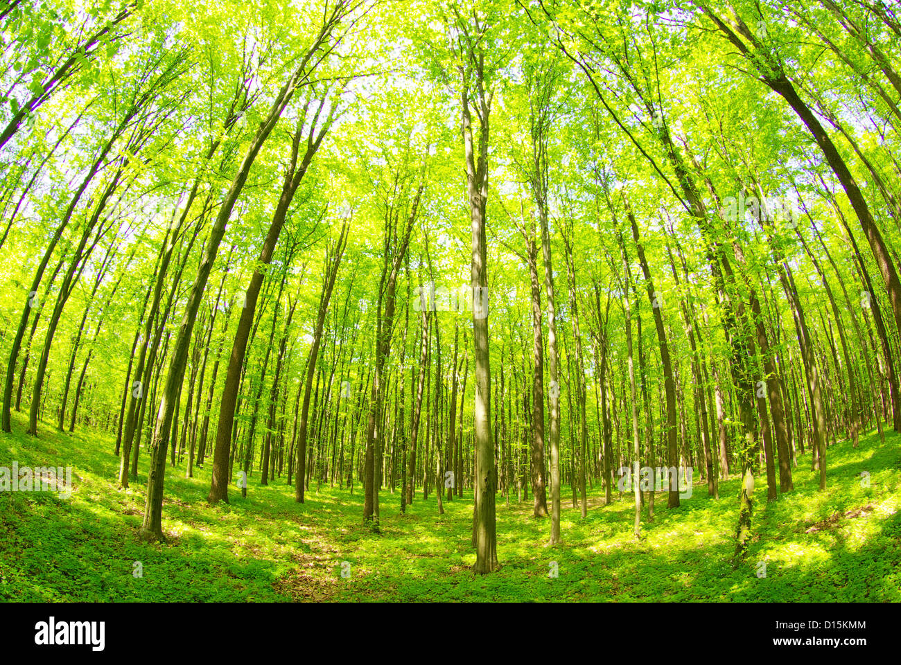 Early morning sun in the green forest Stock Photo - Alamy