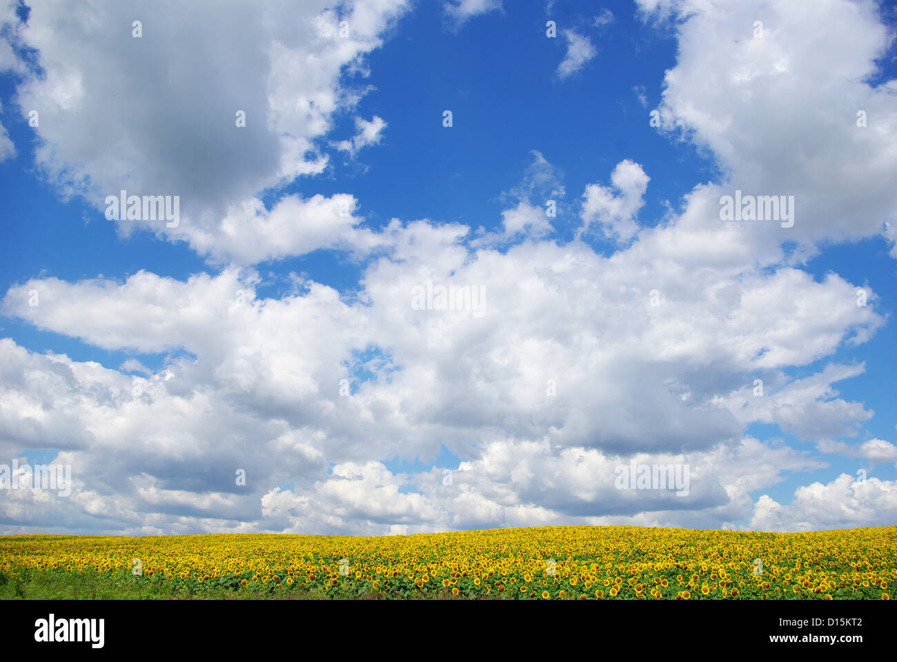 sunflower field over cloudy blue sky Stock Photo - Alamy