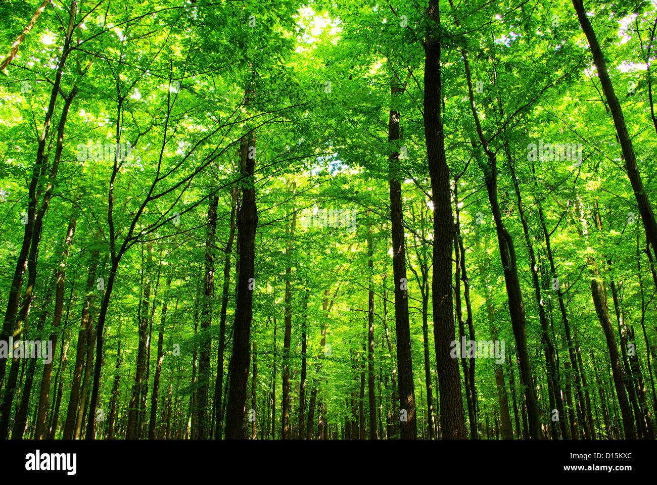Early morning sun in the green forest Stock Photo - Alamy