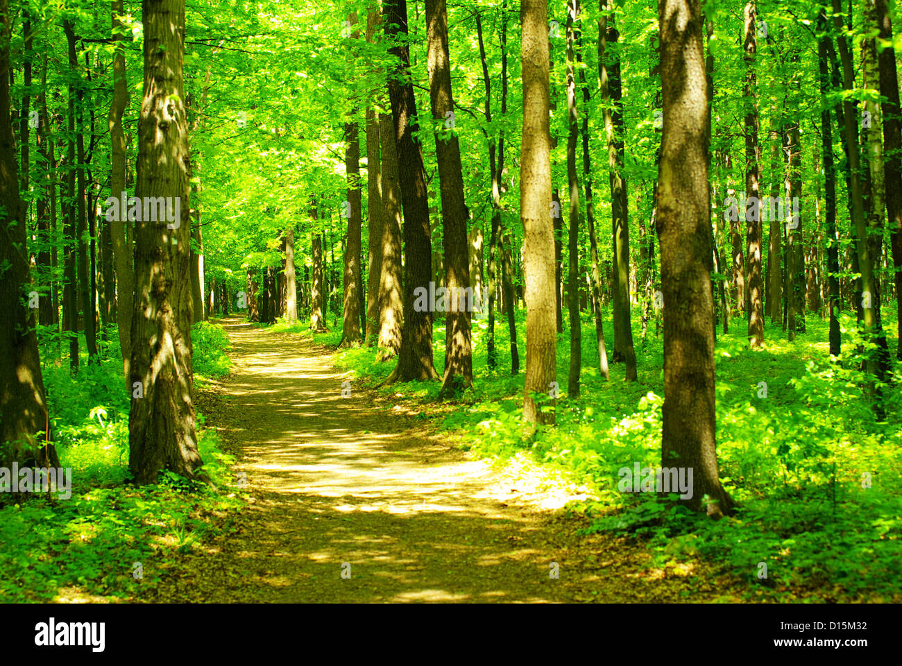 a path is in the green forest Stock Photo - Alamy