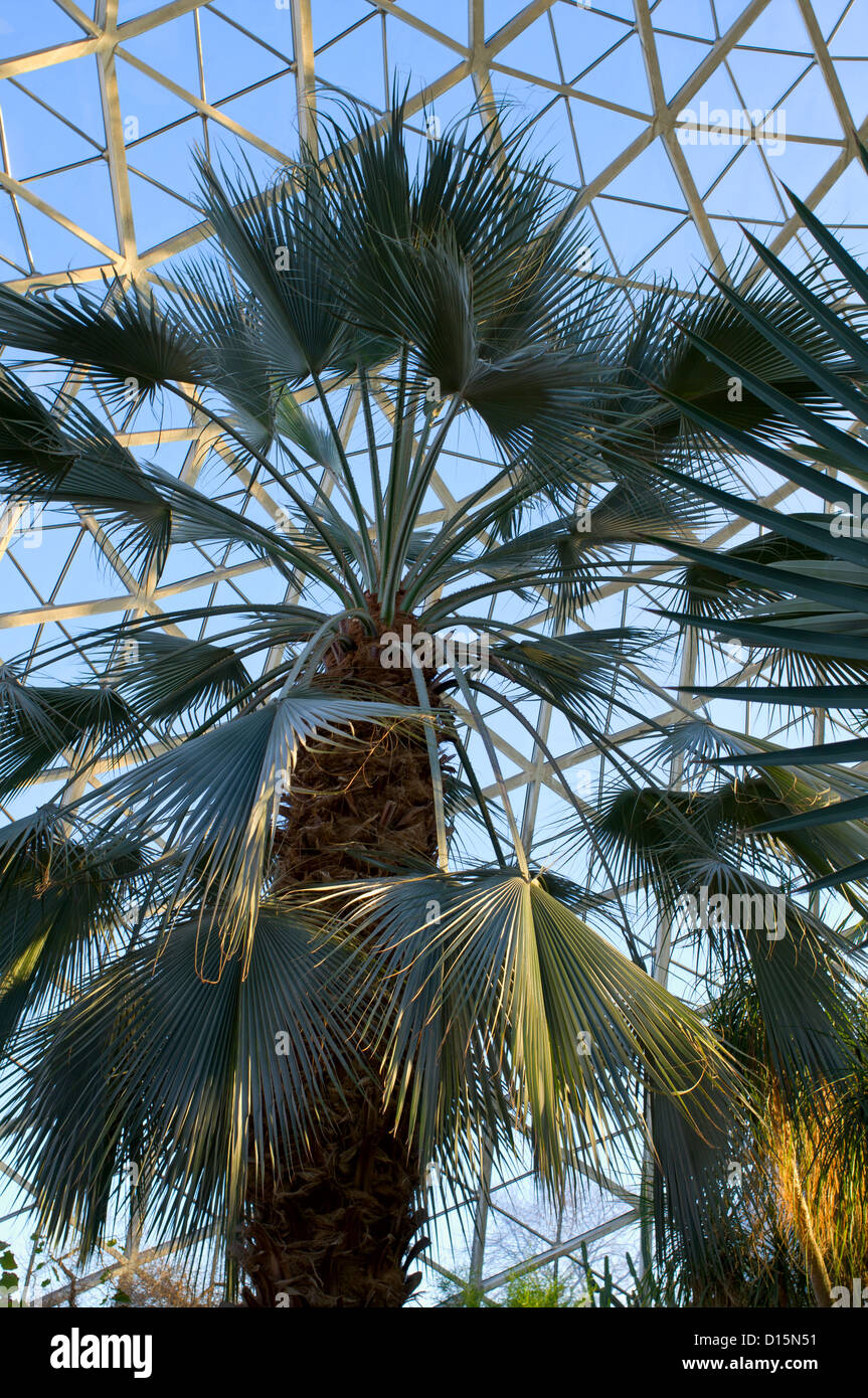 sabal palmetto tree or cycad inside conservatory in milwaukee Stock Photo