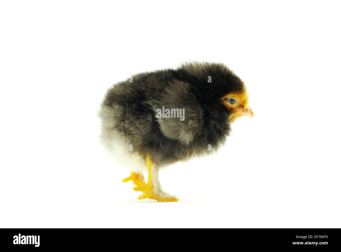 Cute little baby chicken isolated on white background Stock Photo - Alamy